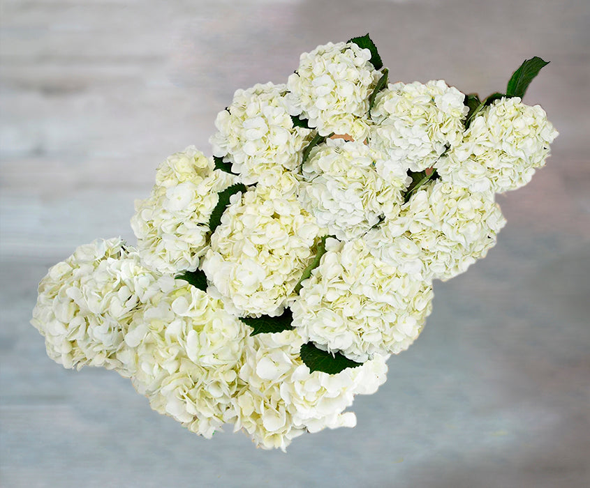12 Fresh White Hydrangeas