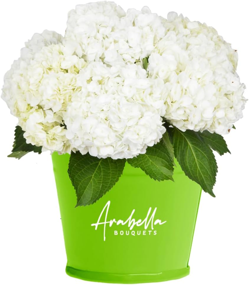 8 Premium White Hydrangeas