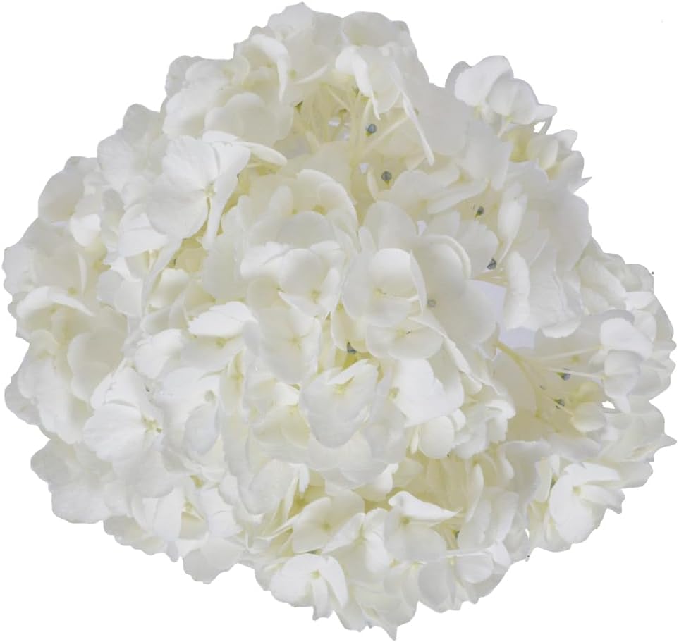 8 Premium White Hydrangeas