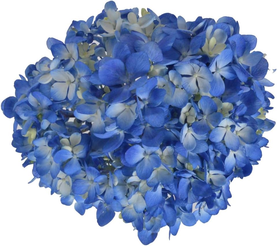 20 Shocking Blue Hydrangeas