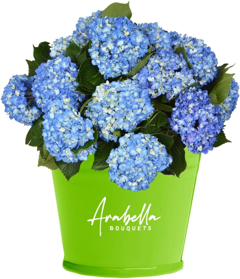 20 Shocking Blue Hydrangeas