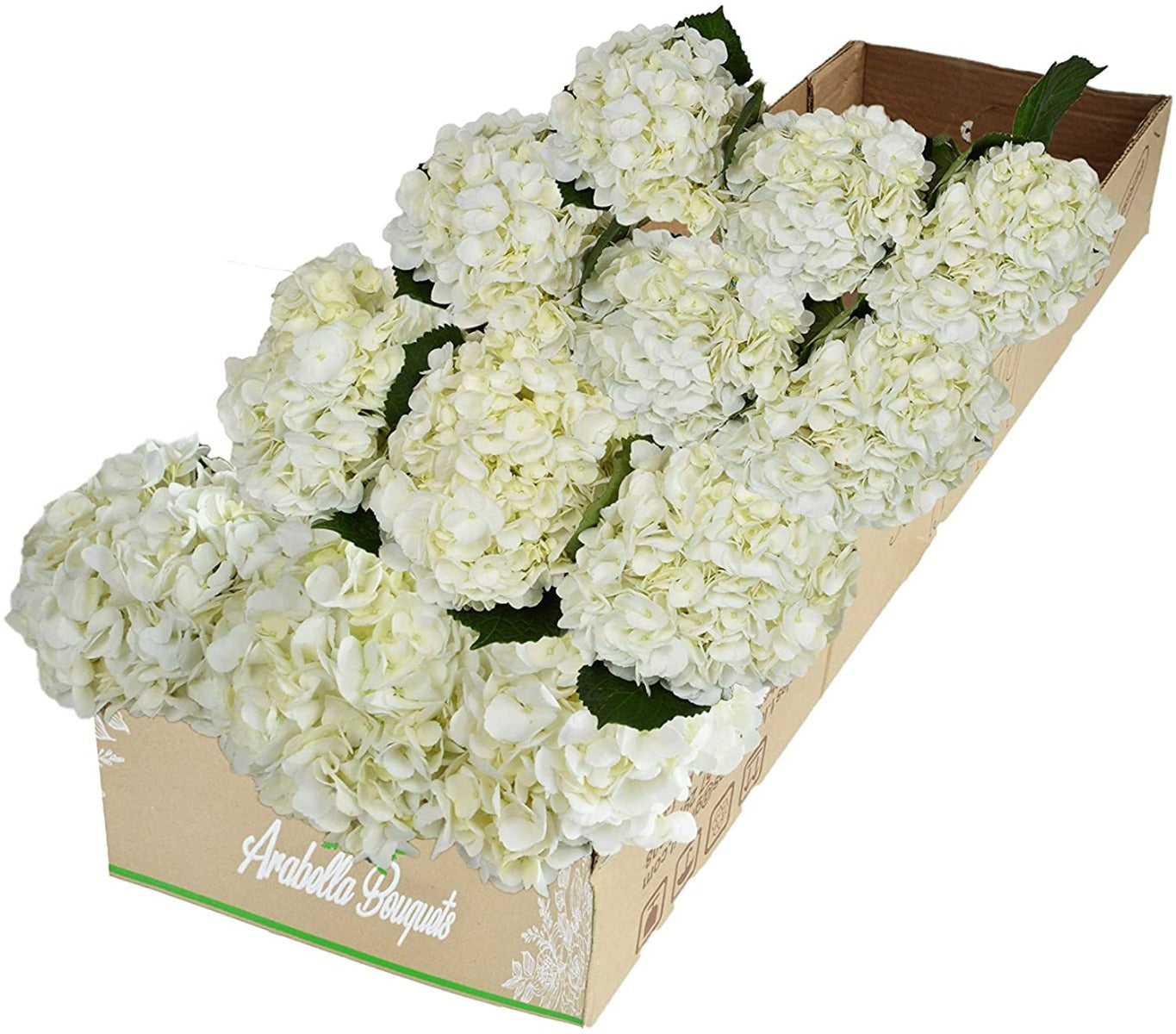 12 Fresh White Hydrangeas