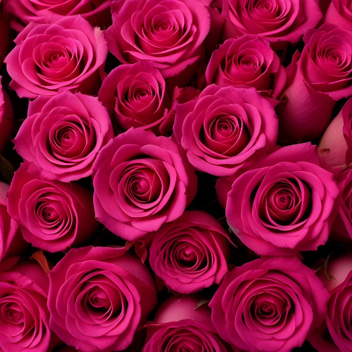 100 Fresh-Cut Hot Pink Roses