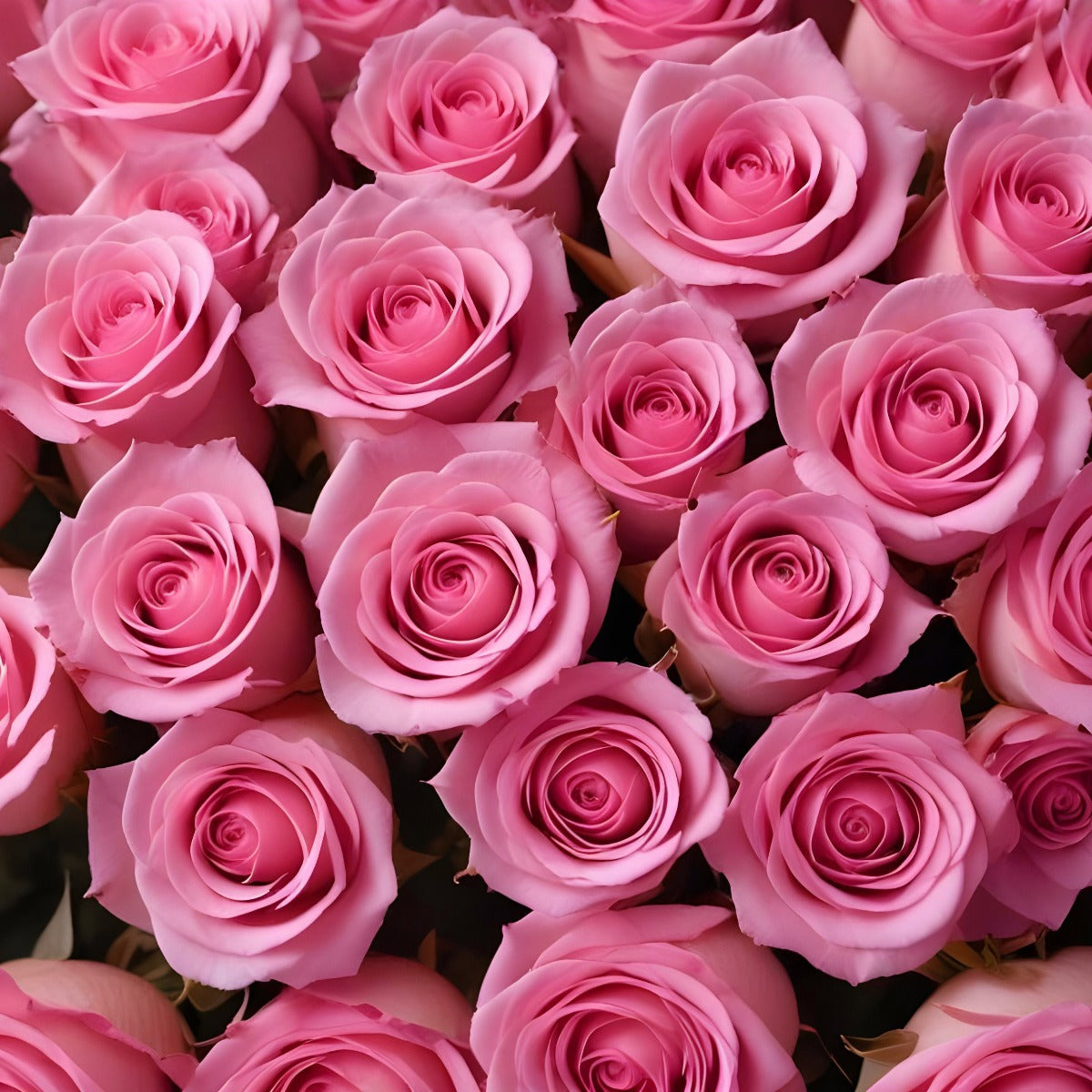 100 Fresh-Cut Pink Roses