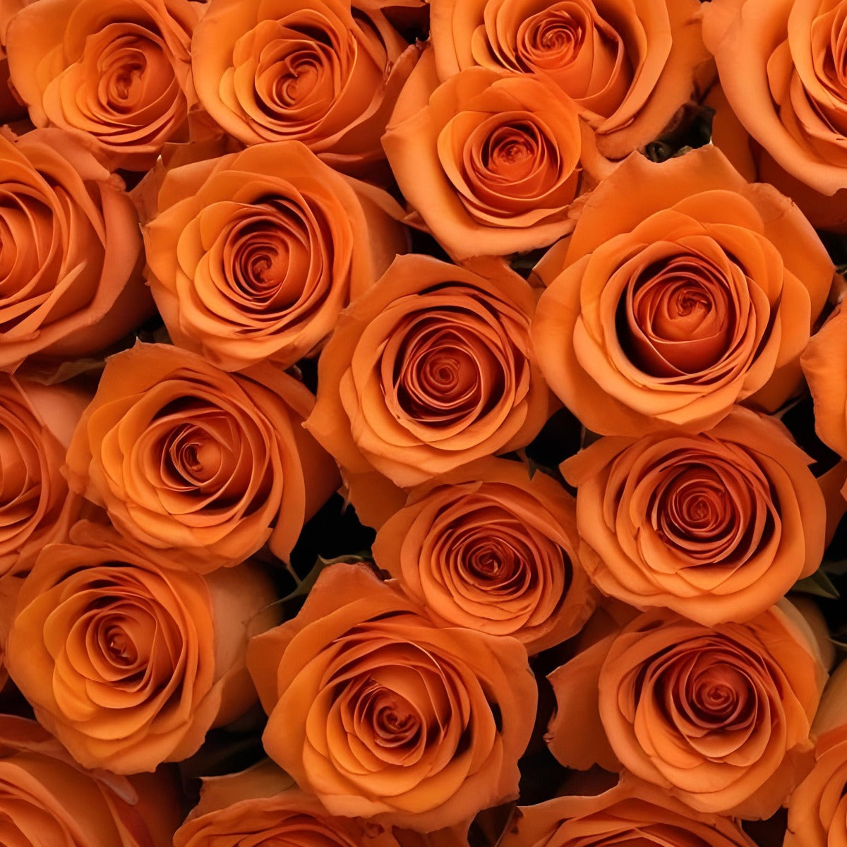 100 Fresh-Cut Orange Roses