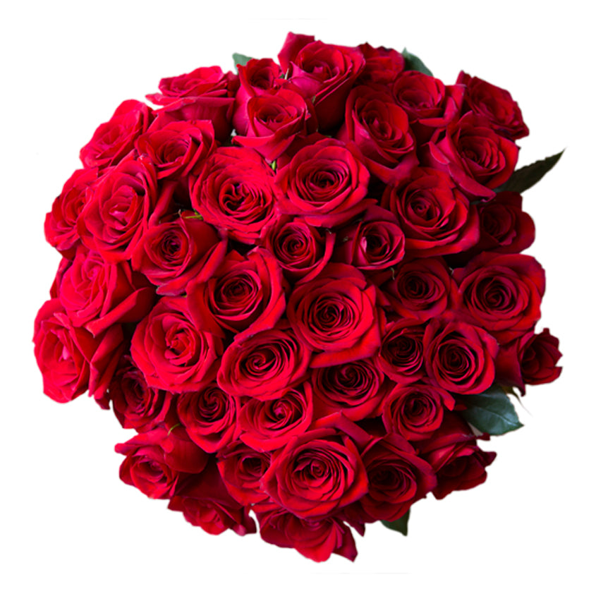Red Rose| Send 48 Red Roses Bouquet $56.94| Arabella – Ara Bouquets
