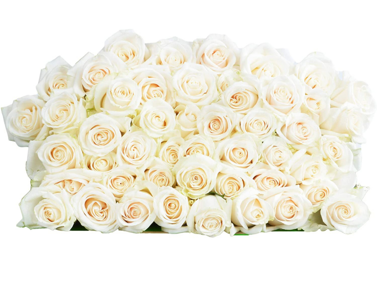 50 Fresh-Cut White Roses