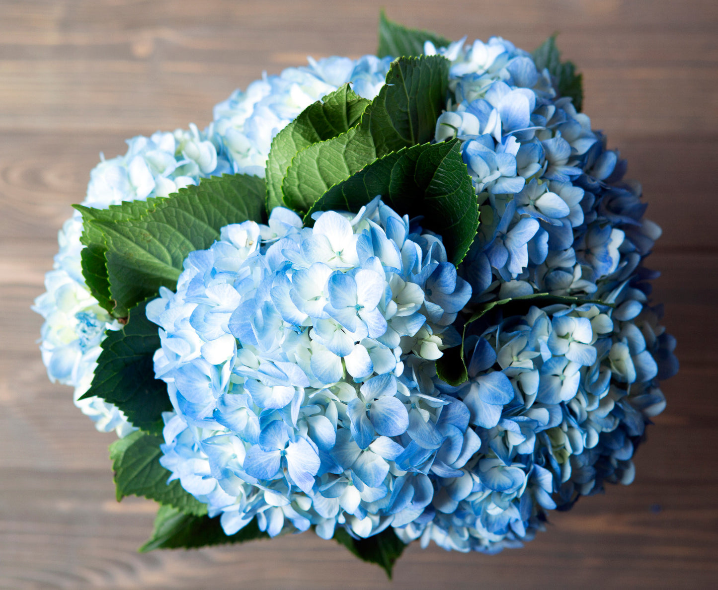 5 Blue Hydrangeas in Glass Vase