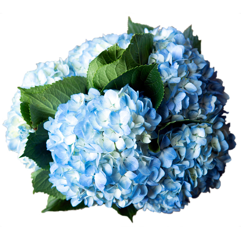 5 Blue Hydrangeas in Glass Vase