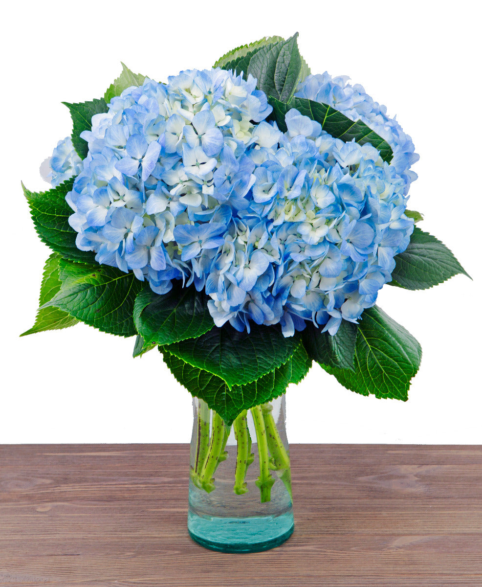 5 Blue Hydrangeas in Glass Vase
