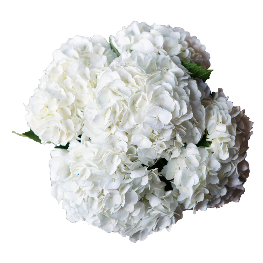 5 White Hydrangeas in Glass Vase