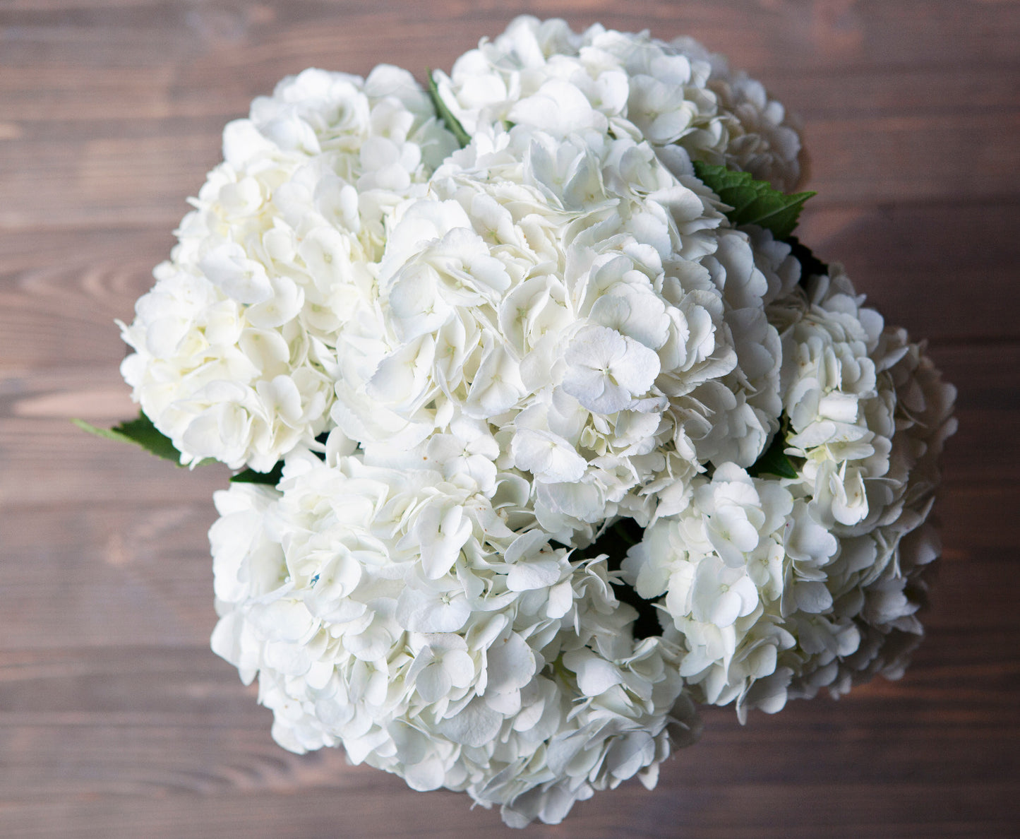 5 White Hydrangeas in Glass Vase