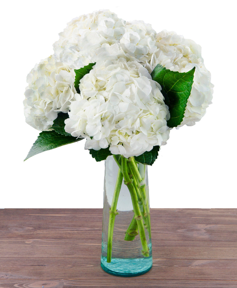 5 White Hydrangeas in Glass Vase
