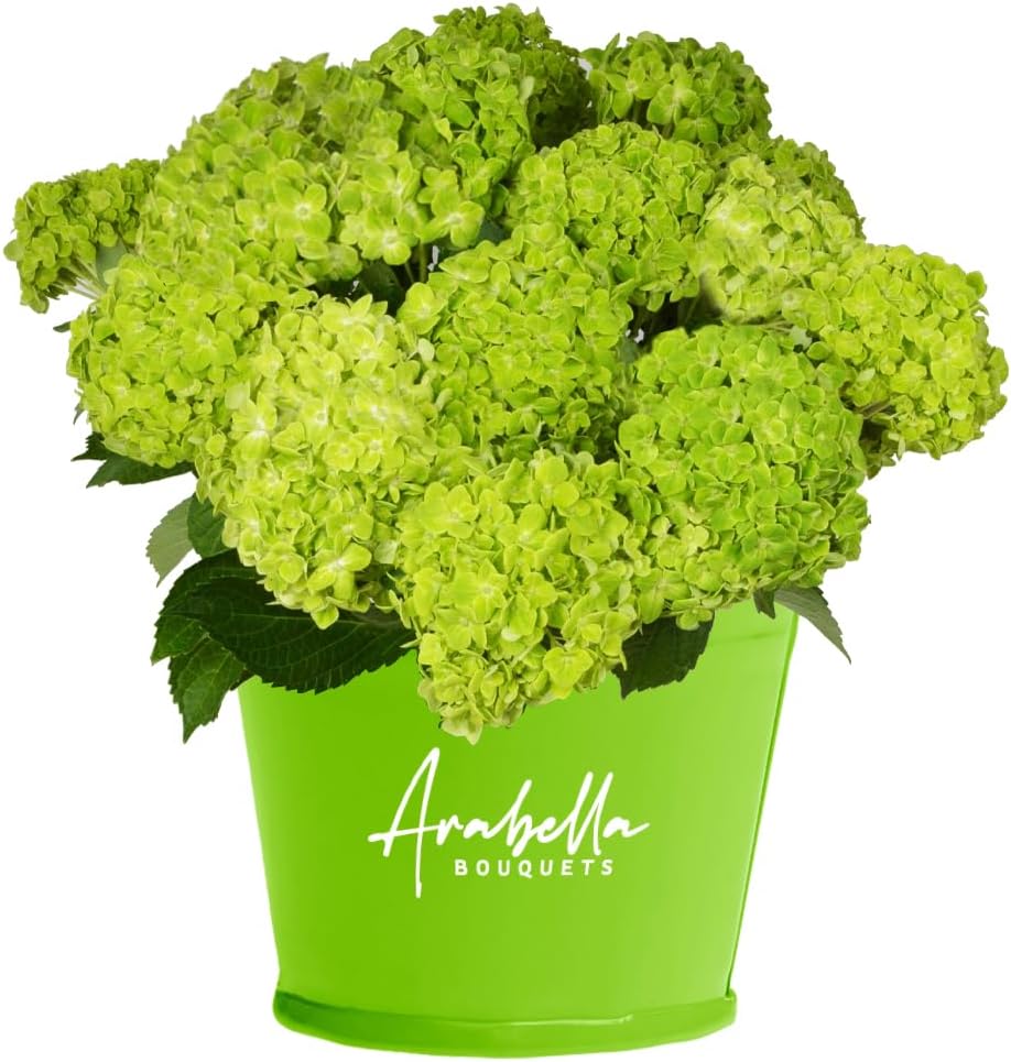 20 Emerald Green Hydrangeas