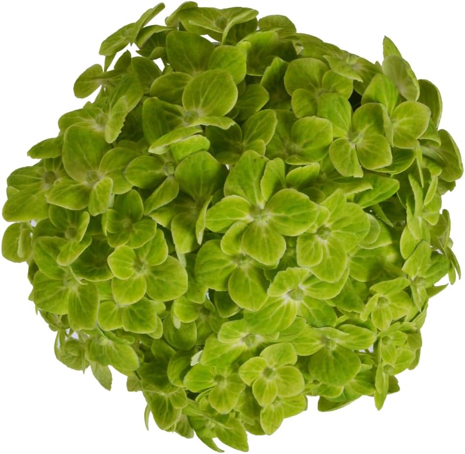20 Emerald Green Hydrangeas