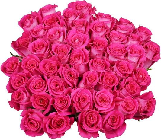 50 Fresh-Cut Hot Pink Roses