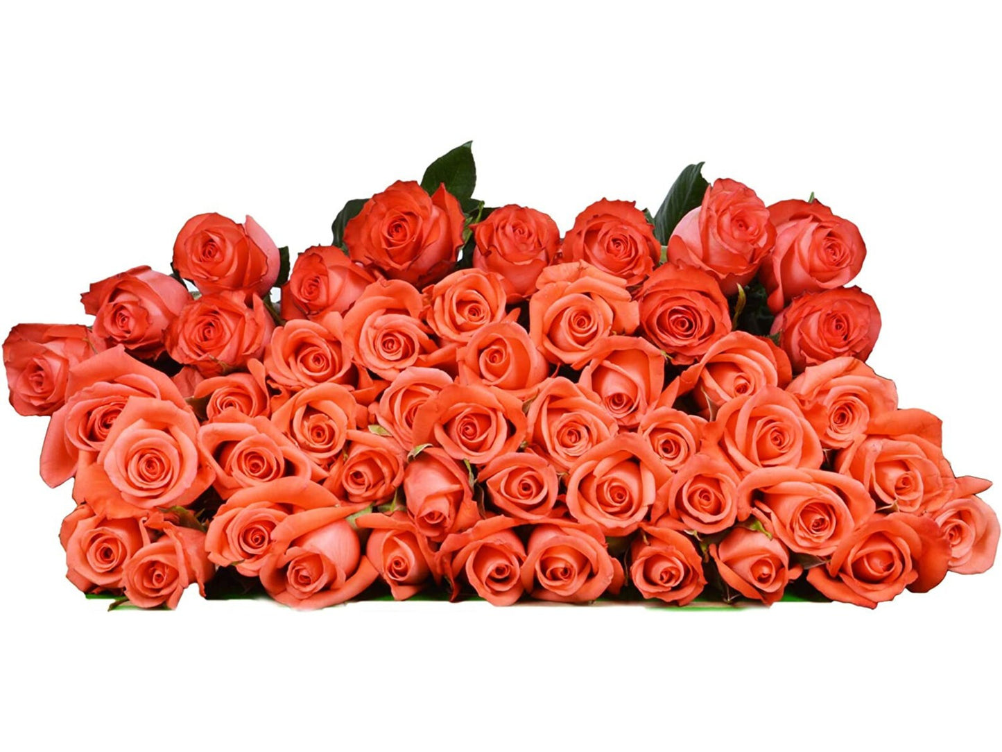 50 Fresh-Cut Orange Roses