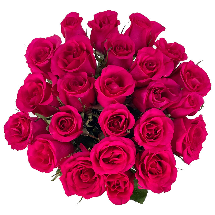25 Fresh-Cut Hot Pink Roses