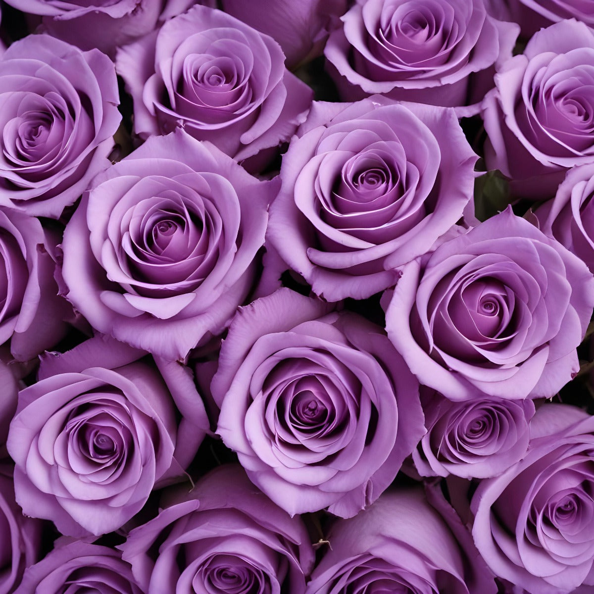 100 Fresh-Cut Purple Roses