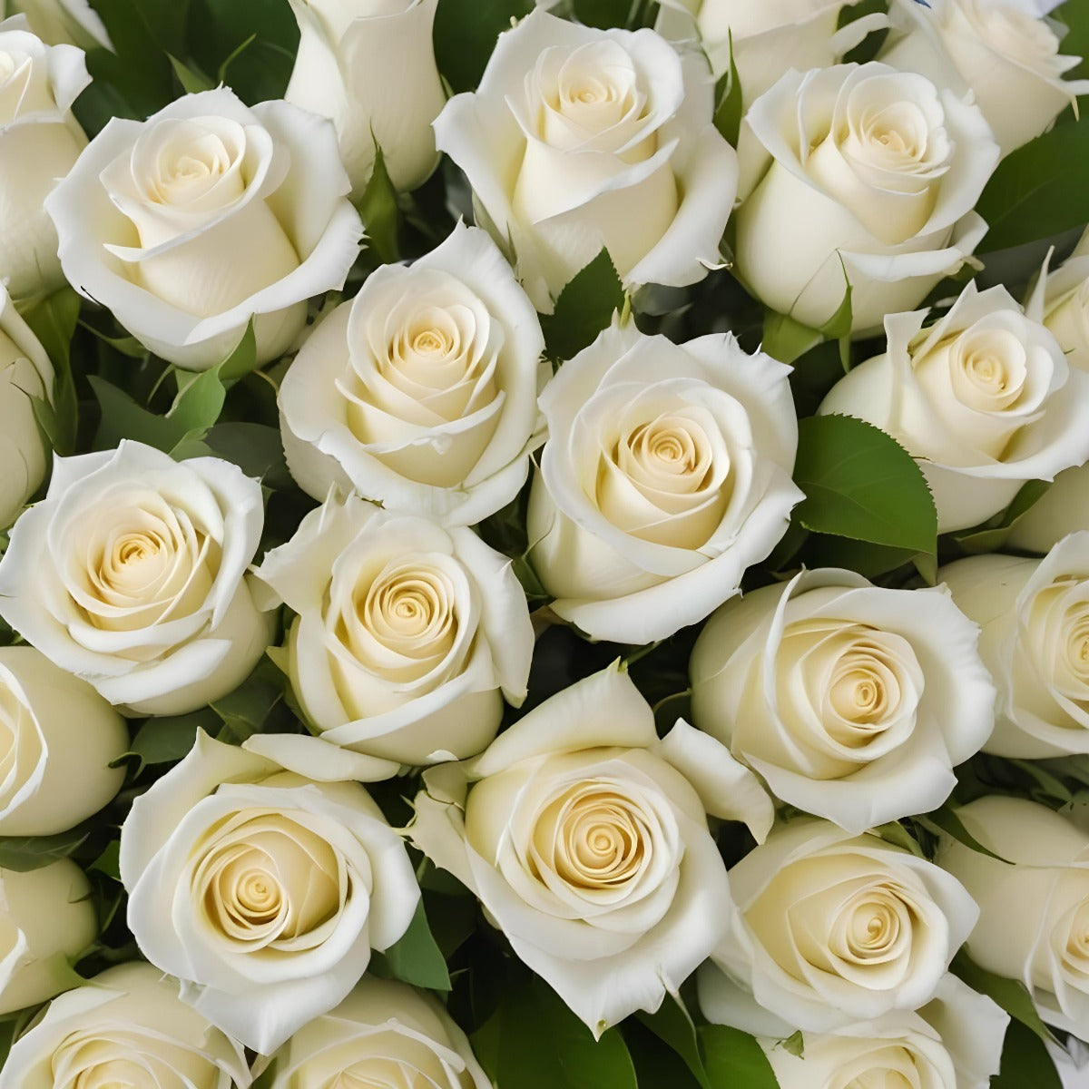 100 Fresh-Cut White Roses